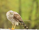 Cooper Hawk II